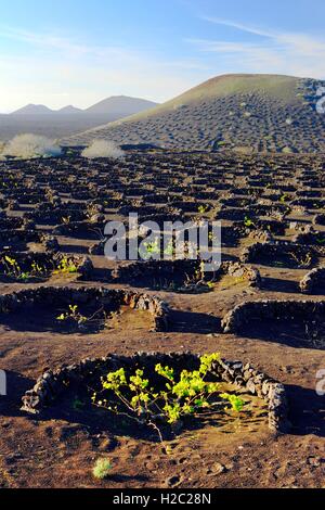 Lanzarote, îles Canaries. Rock cinder traditionnels murs abri du vent protéger les vignes dans un paysage volcanique autour de La Geria Banque D'Images