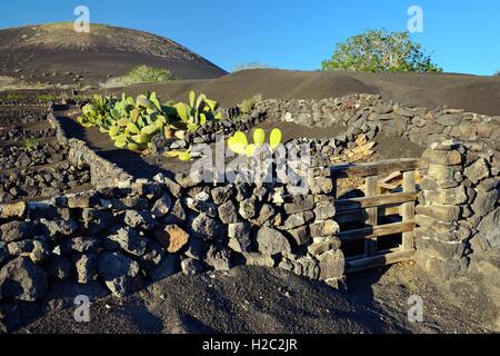 Lanzarote, îles Canaries. Des parpaings traditionnels murs de pierre protéger jardin de cactus dans le sol volcanique paysage autour de La Geria Banque D'Images