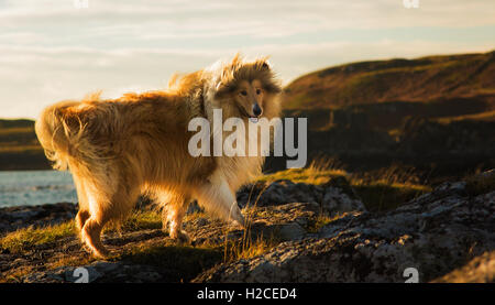 Tournant autour des roches sur l'île de Eigg en Ecosse Collie Banque D'Images