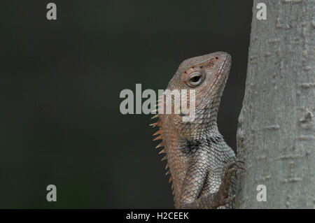 Noida, Uttar Pradesh, Inde - le 18 juin 2016 : un gros plan d'un jardin oriental lézard dans un jardin, escalade arbre branche à Noida, Uttar Pradesh, Inde. Banque D'Images