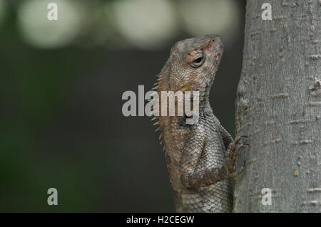 Noida, Uttar Pradesh, Inde- 18 juin 2016 : le Jardin Oriental (lézard Calotes versicolor) dans un jardin de l'arbre d'escalade à Noida, Uttar Pradesh en Inde. Banque D'Images