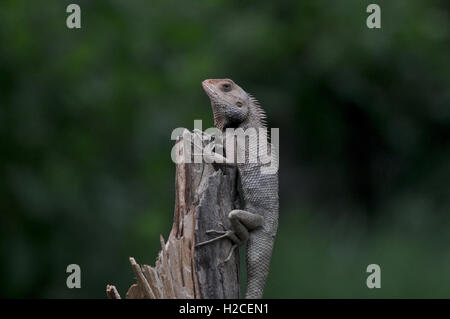 Noida, Uttar Pradesh, Inde- le 26 juin 2016 : un jardin oriental Lézard, Eastern Garden Lizard, reposant sur une branche d'arbre à Noida, Uttar Pradesh en Inde. Banque D'Images