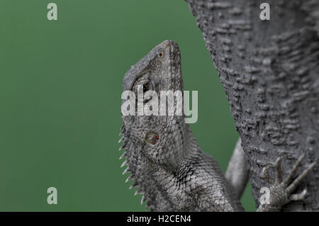 Noida, Uttar Pradesh, Inde- le 25 juin 2016 : Close-up de tête d'un jardin oriental Lizard, escalade arbre dans un jardin à Noida, Uttar Pradesh, Inde. Banque D'Images