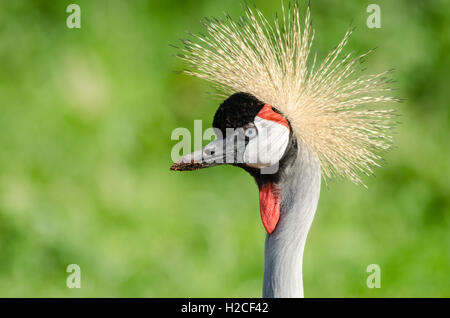 Le portrait d'une Afrique en captivité grue couronnée (Balearica regulorum) à WWT Martin simple Banque D'Images