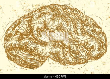 Cerveau d'une esquisse de la vue latérale d'un cerveau sur un fond abstrait. Illustration de Vecteur