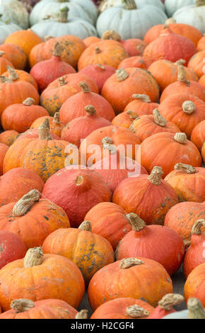 Cucurbita. Citrouilles récoltées. Banque D'Images