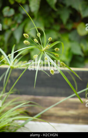 Vue En Gros Papyrus Plante Verte Herbe De Chat Photo Stock Alamy