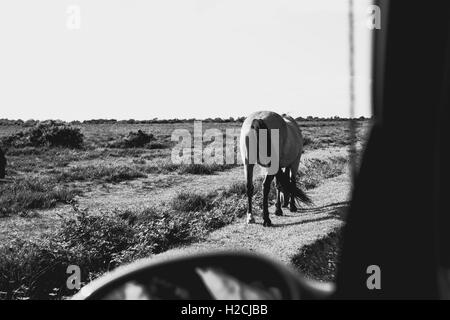 Une nouvelle forêt pony en liberté photographié à partir de la fenêtre du côté passager d'une voiture Banque D'Images