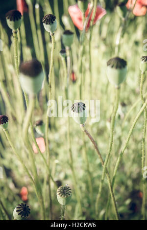 Capsules de pavot fleur poussant dans le jardin. Banque D'Images