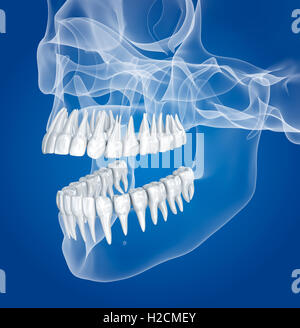 Crâne transparent et les dents , xray view . Illustration 3D . Banque D'Images