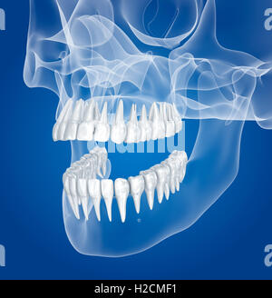 Crâne transparent et les dents , xray view . Illustration 3D . Banque D'Images