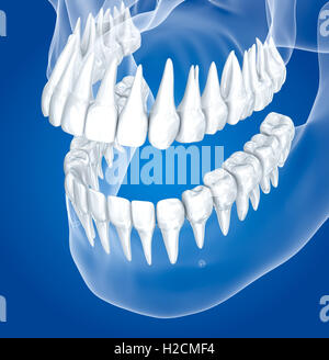 Crâne transparent et les dents , xray view . Illustration 3D . Banque D'Images