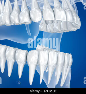 Crâne transparent et les dents , xray view . Illustration 3D . Banque D'Images