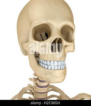 Crâne humain squelette, isolé. Illustration 3d précis médicalement . Banque D'Images