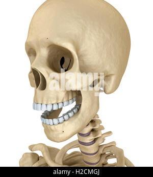 Crâne humain squelette, isolé. Illustration 3d précis médicalement . Banque D'Images