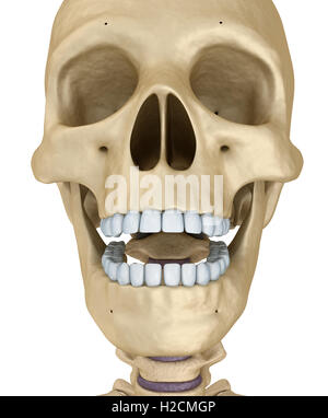 Crâne humain squelette, isolé. Illustration 3d précis médicalement . Banque D'Images