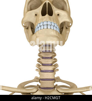 Crâne humain squelette : la gorge, de l'isolé. Illustration 3d précis médicalement . Banque D'Images