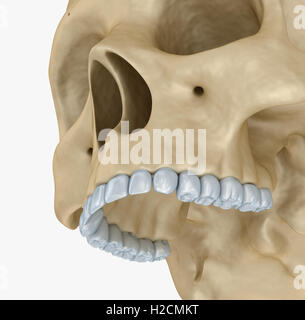 Crâne humain squelette, isolé. Illustration 3d précis médicalement . Banque D'Images