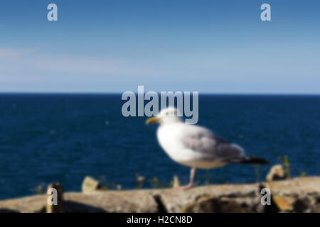 Seagull sur un mur donnant sur la mer. Banque D'Images