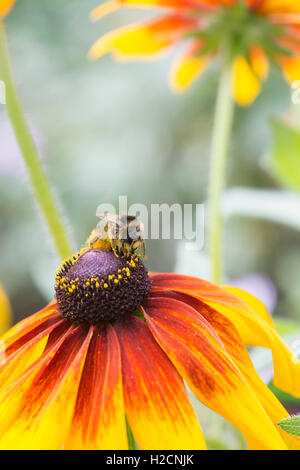 Bombus lucorum. Bourdon couvert dans l'alimentation du pollen sur une fleur de Rudbeckia Banque D'Images