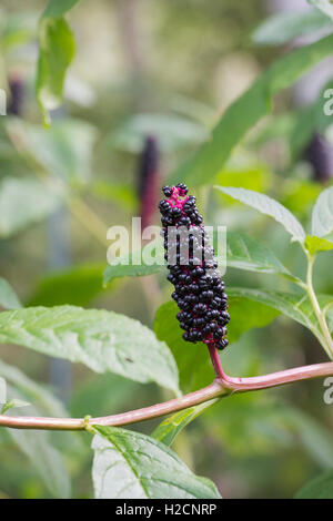 Phytolacca americana. À l'automne du phytolaque (pokeweed) Américain Banque D'Images