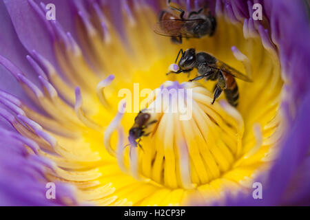 Bee avec belle fleur de lotus Banque D'Images