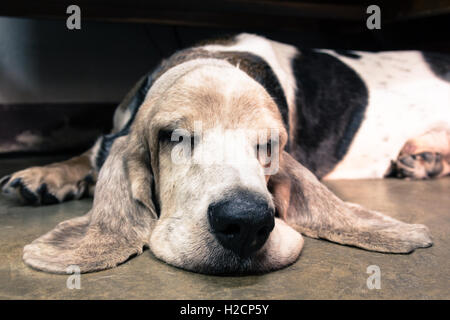 Vieux Basset Hound dormir sur le plancher Banque D'Images