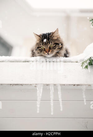 Un chat tabby moelleux repose sur un rebord enneigé, avec des glaçons suspendus en dessous et des flocons de neige tombant doucement, créant une scène hivernale confortable et sereine. Banque D'Images