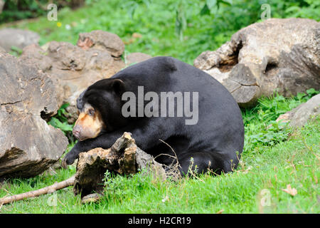 Ours malais (Helarctos malayanus) dans Zoo d'Édimbourg, Écosse, Royaume-Uni Banque D'Images