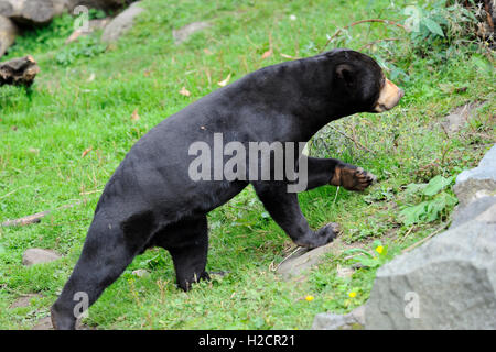 Ours malais (Helarctos malayanus) dans Zoo d'Édimbourg, Écosse, Royaume-Uni Banque D'Images