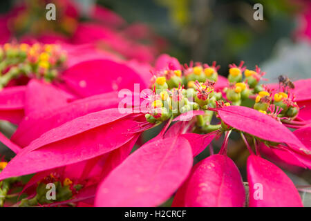 Close up red christmas poinsettia fleur. Banque D'Images