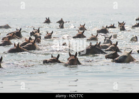 Un troupeau de poneys sauvages nager à travers le canal de Assateague Island à Chincoteague Island au cours de la 91e assemblée annuelle Poney Chincoteague nager le 27 juillet, 2016 dans sur la rive orientale de Chincoteague, en Virginie. Banque D'Images