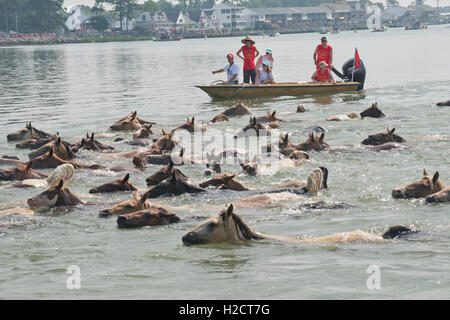 Chincoteague Volunteer Fire Co. bénévoles sur un bateau à proximité d'un troupeau de chevaux sauvages qu'ils nagent à travers le canal de Assateague Island à Chincoteague Island au cours de la 91e assemblée annuelle Pony Swim, 27 juillet 2016 à Chincoteague, en Virginie. Banque D'Images