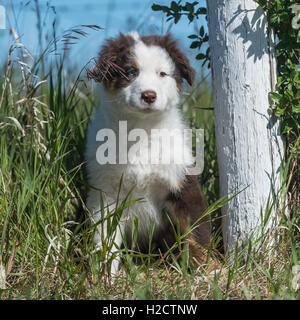 Huit semaines Tri rouge chien berger australien, chiot Banque D'Images