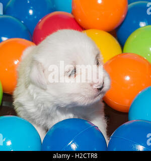 Trois semaines Coton de Tulear chiot dans une piscine à balles pour l'enrichissement sensoriel Banque D'Images