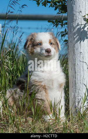 Huit semaines merle rouge chien berger australien, chiot, assis Banque D'Images