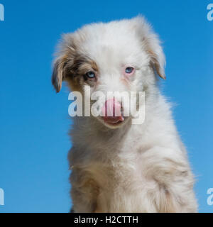 Huit semaines merle rouge chien berger australien, chiot Banque D'Images
