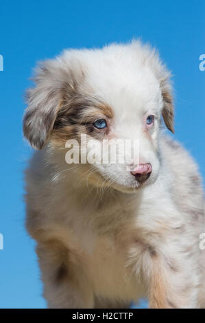 Huit semaines merle rouge chien berger australien, chiot Banque D'Images