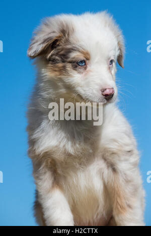 Huit semaines merle rouge chien berger australien, chiot Banque D'Images