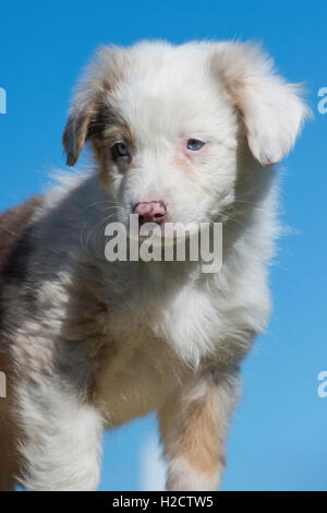 Huit semaines merle rouge chien berger australien, chiot Banque D'Images