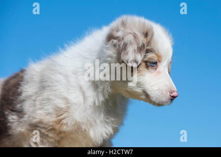 Huit semaines merle rouge chien berger australien, chiot Banque D'Images