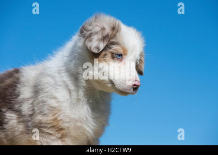 Huit semaines merle rouge chien berger australien, chiot Banque D'Images