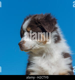 Huit semaines Tri rouge chien berger australien, chiot Banque D'Images