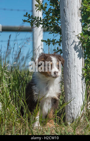 Huit semaines Tri rouge chien berger australien, chiot Banque D'Images