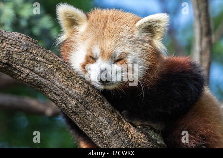 Un panda rouge se détendre dans un arbre sur une belle journée ensoleillée. Banque D'Images