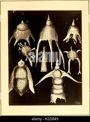 Polycystins, figures de formes remarquable &c. dans la craie de la Barbade-(principalement recueillies par M. Davy, et remarqué dans une conférence donnée à la Société agricole de la Barbade, en juillet, 1846 (1) Banque D'Images