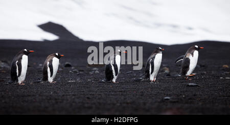 Manchots, le dos à un Vent hurlant, promenade sur la plage sur l'Île Déception, l'Antarctique., le Chili, l'Argentine et l'Anta Banque D'Images