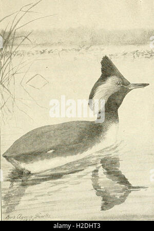 Les animaux sauvages du parc national des Glaciers. Les mammifères, avec des notes sur la physiographie et zones de vie (1918) (1 Banque D'Images