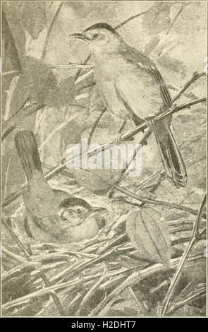 Les animaux sauvages du parc national des Glaciers. Les mammifères, avec des notes sur la physiographie et zones de vie (1918) (1 Banque D'Images