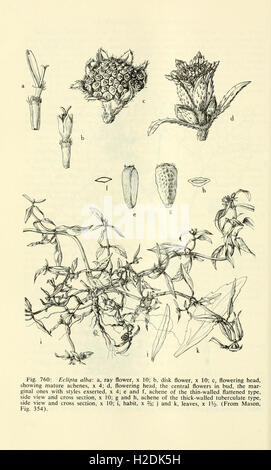 Les plantes des milieux humides et aquatiques du sud-ouest des États-Unis (page 1648) Banque D'Images